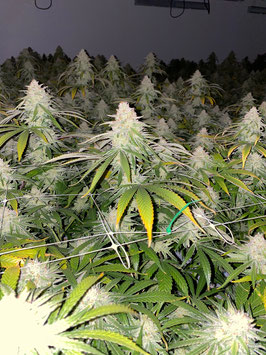 Cannabees - The White (Indoor) 10gr