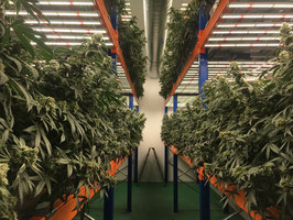 Cannabees - Orangeice (Indoor) 10gr